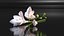 Freesia white flowers decor