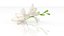Freesia white flowers decor