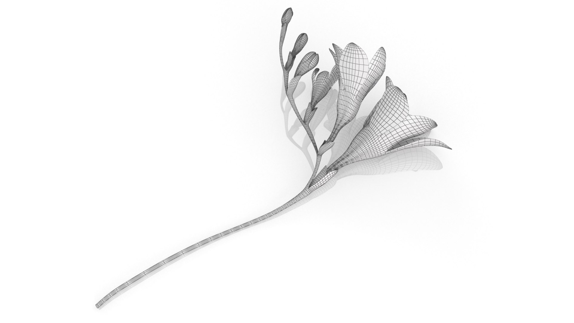 Freesia white flowers decor advertising 3D model https://p.turbosquid.com/ts-thumb/Nx/BhIKeg/oG/4/png/1768809475/1920x1080/fit_q87/ea4b7574aff4c26b5982385e0d9d2e5970f697fa/4.jpg