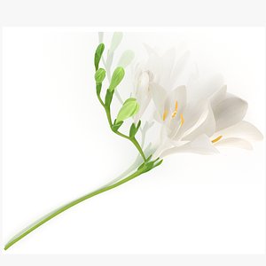 Freesia white flowers decor advertising 3D model