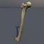 Human Femur Scan with LODs
