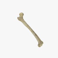 Human Femur Scan with LODs
