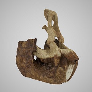 3D model human skulls sivapithecus