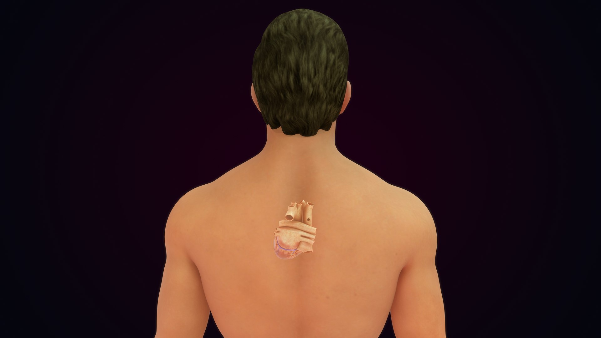3D Human Natural body with Heart https://p.turbosquid.com/ts-thumb/Nx/Z6SJzt/Kx/heart_0018/jpg/1651224455/1920x1080/fit_q87/4a3d25b1be13fa994f06bd3ff746b61f3cac2f13/heart_0018.jpg