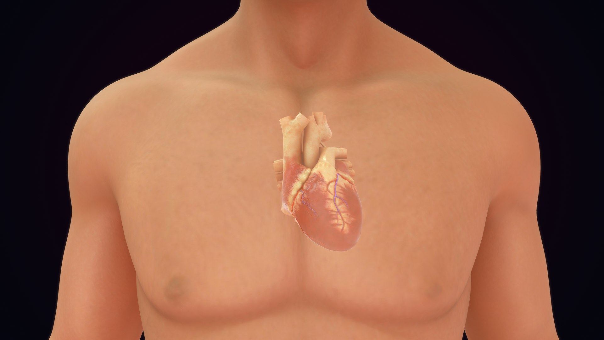 3D Human Natural body with Heart https://p.turbosquid.com/ts-thumb/Nx/Z6SJzt/Q7/heart_0005/jpg/1651224480/1920x1080/fit_q87/a9e533f3b09082f299434f3b4ce8860f8e165711/heart_0005.jpg