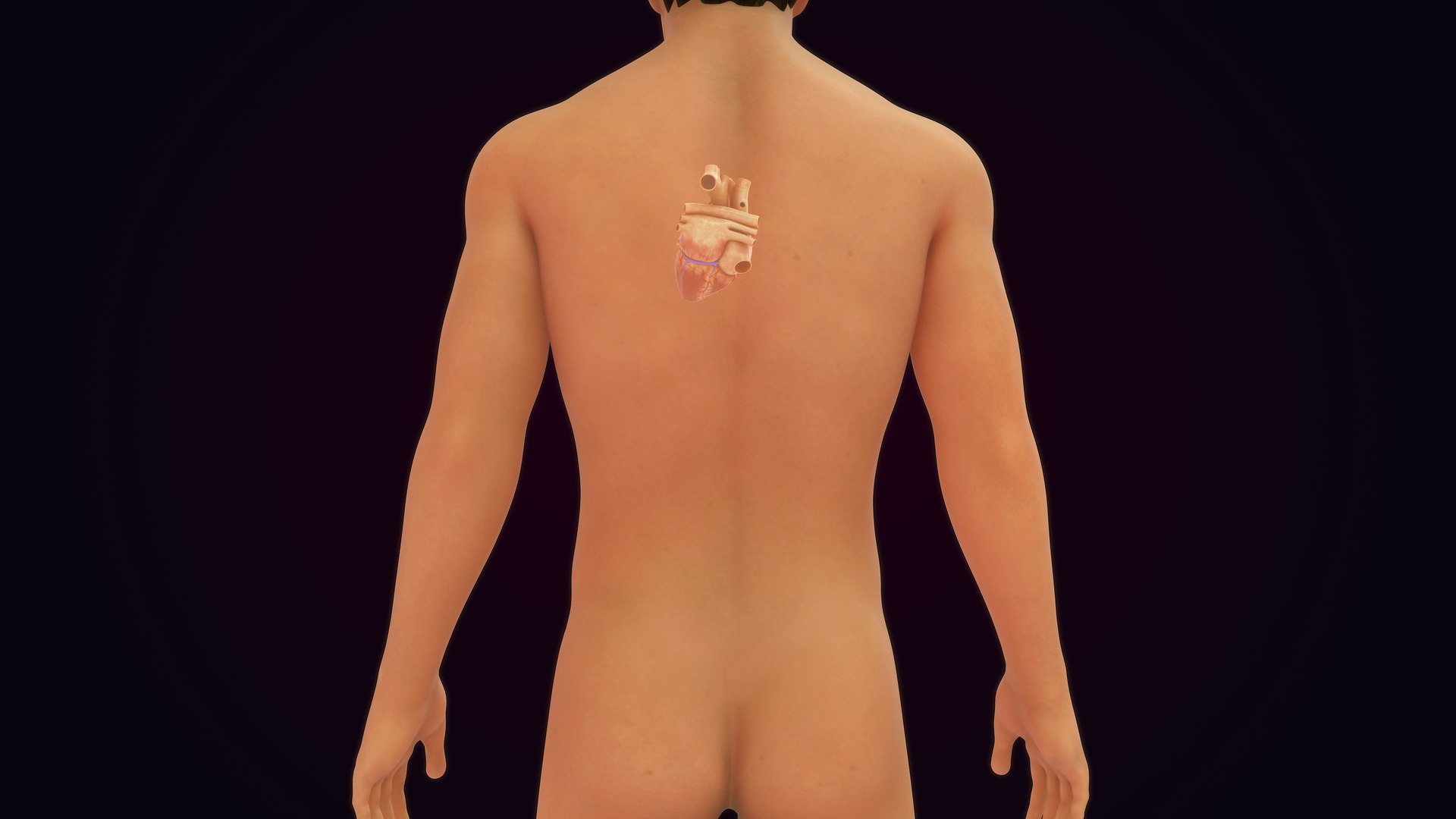 3D Human Natural body with Heart https://p.turbosquid.com/ts-thumb/Nx/Z6SJzt/TA/heart_0009/jpg/1651224460/1920x1080/fit_q87/03bb7fe20cfd64a2e851199cbb95f55780791ca9/heart_0009.jpg