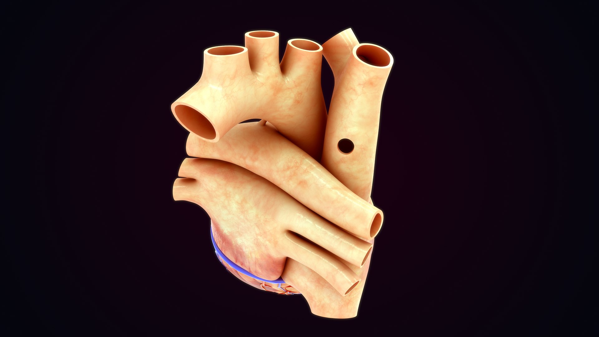 3D Human Natural body with Heart https://p.turbosquid.com/ts-thumb/Nx/Z6SJzt/Yn/heart_0024/jpg/1651224472/1920x1080/fit_q87/b7ad4981ddd97bf5db3a42a43008a4e2826203a6/heart_0024.jpg