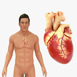 3D Human Natural body with Heart