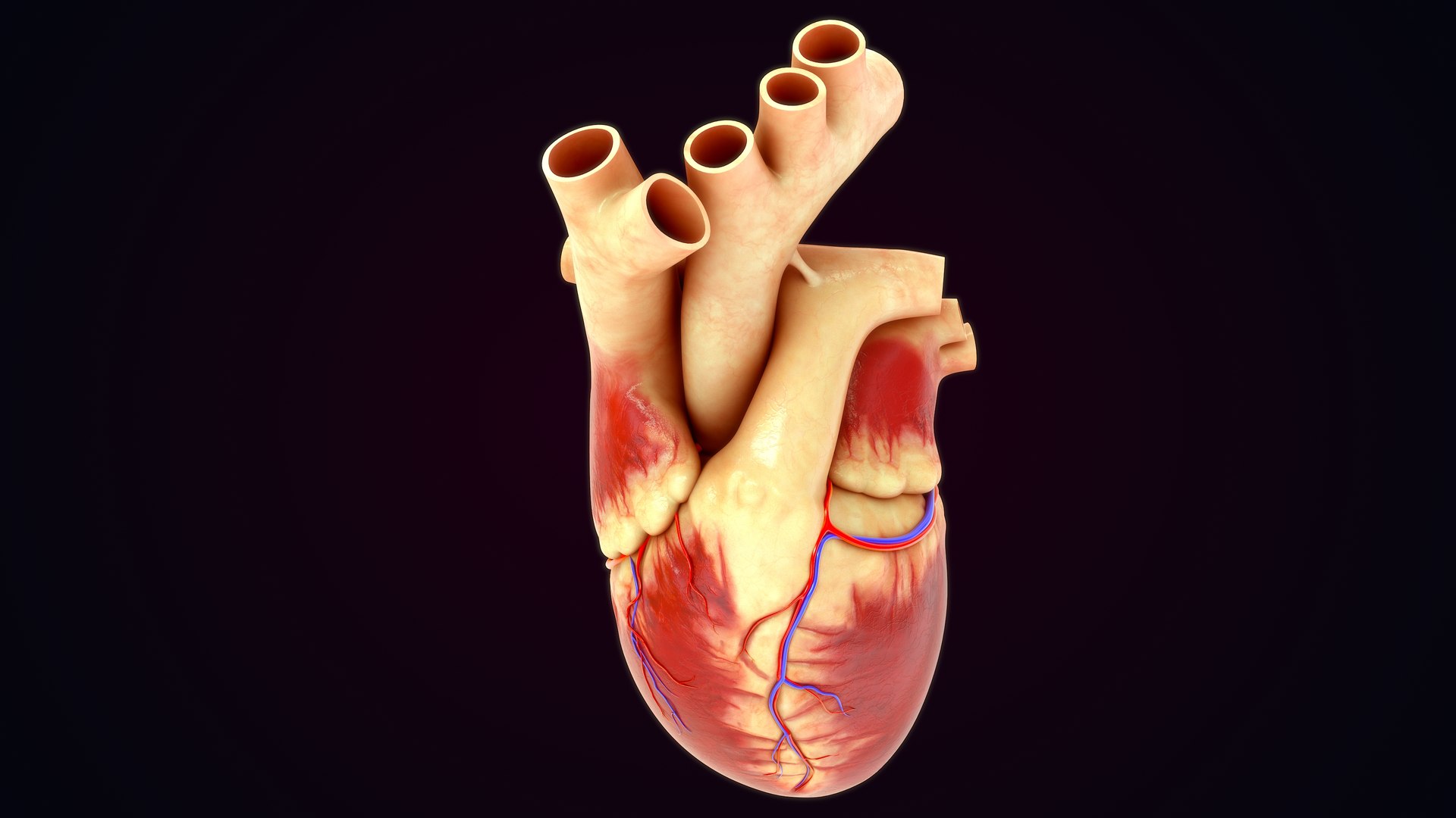 3D Human Natural body with Heart https://p.turbosquid.com/ts-thumb/Nx/Z6SJzt/j1/heart_0026/jpg/1651224478/1920x1080/fit_q87/f5eab775b5ef82086a4d96b210a8f5ff8b4b763a/heart_0026.jpg