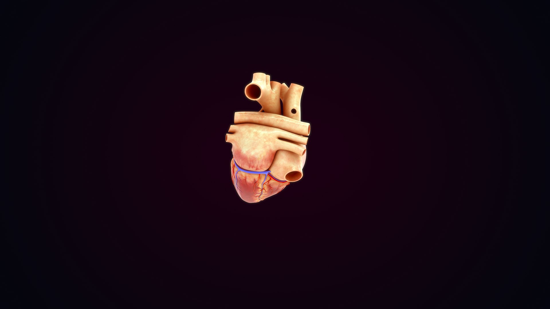 3D Human Natural body with Heart https://p.turbosquid.com/ts-thumb/Nx/Z6SJzt/wJ/heart_0030/jpg/1651224456/1920x1080/fit_q87/76697822dd63dc2ba24cd6a34afec259be109c00/heart_0030.jpg