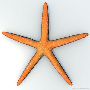 orange starfish 3d model