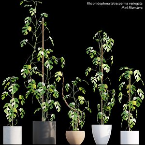 3D Rhaphidophora tetrasperma var - Mini Monstera model