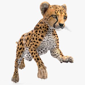 3D Cheetah Cub Running Pose