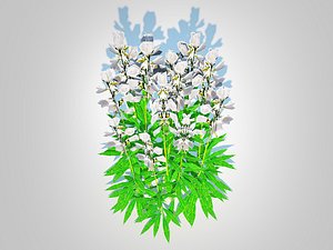 3D Campanula persicifolia - Peach-leaved bellflowerWhite model