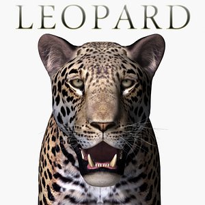 realistic leopard x