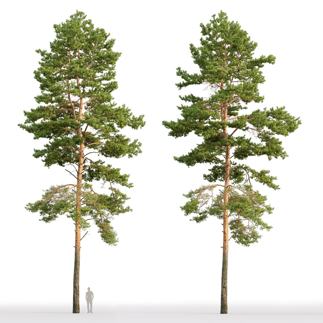 Pine Tree Model - TurboSquid 1696706