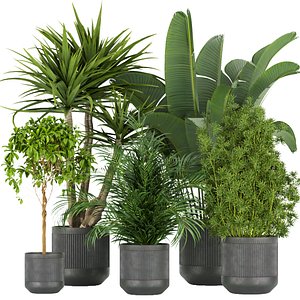 Collection plant vol 330 - palm - banana - indoor - leaf - 3DMAX -blender - cinema 4d model