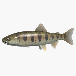 Amago trout