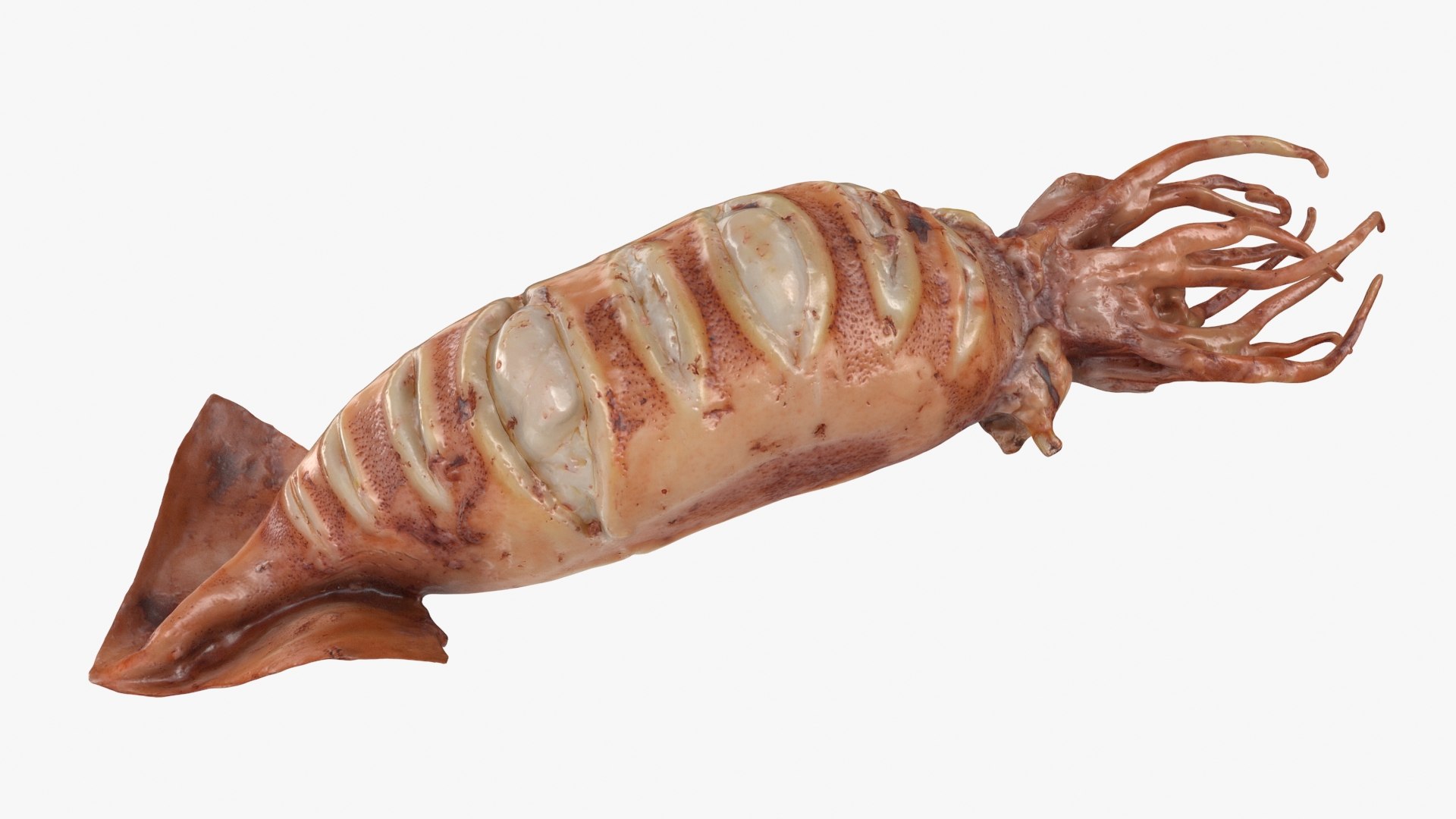 Seafood Collection 3D model https://p.turbosquid.com/ts-thumb/Nz/3mSg0J/5p/grilledsquid_a0001/jpg/1706159946/1920x1080/fit_q87/329af69a1396a11929b35a848abefecaf111991f/grilledsquid_a0001.jpg