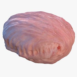 Human Bladder