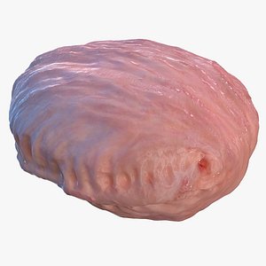 Human Bladder