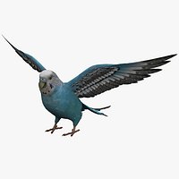 Budgerigar 2