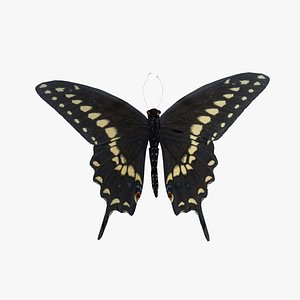 Animated Black Swallowtail Butterfly