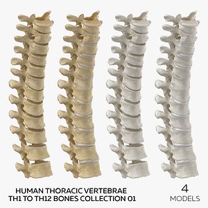 Human Thoracic Vertebrae TH1 to TH12 Bones Collection 01 - 4 models 3D model