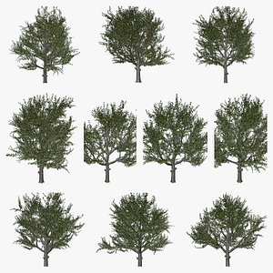 Red Delicious Apple Tree Collection