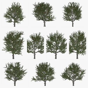 Red Delicious Apple Tree Collection