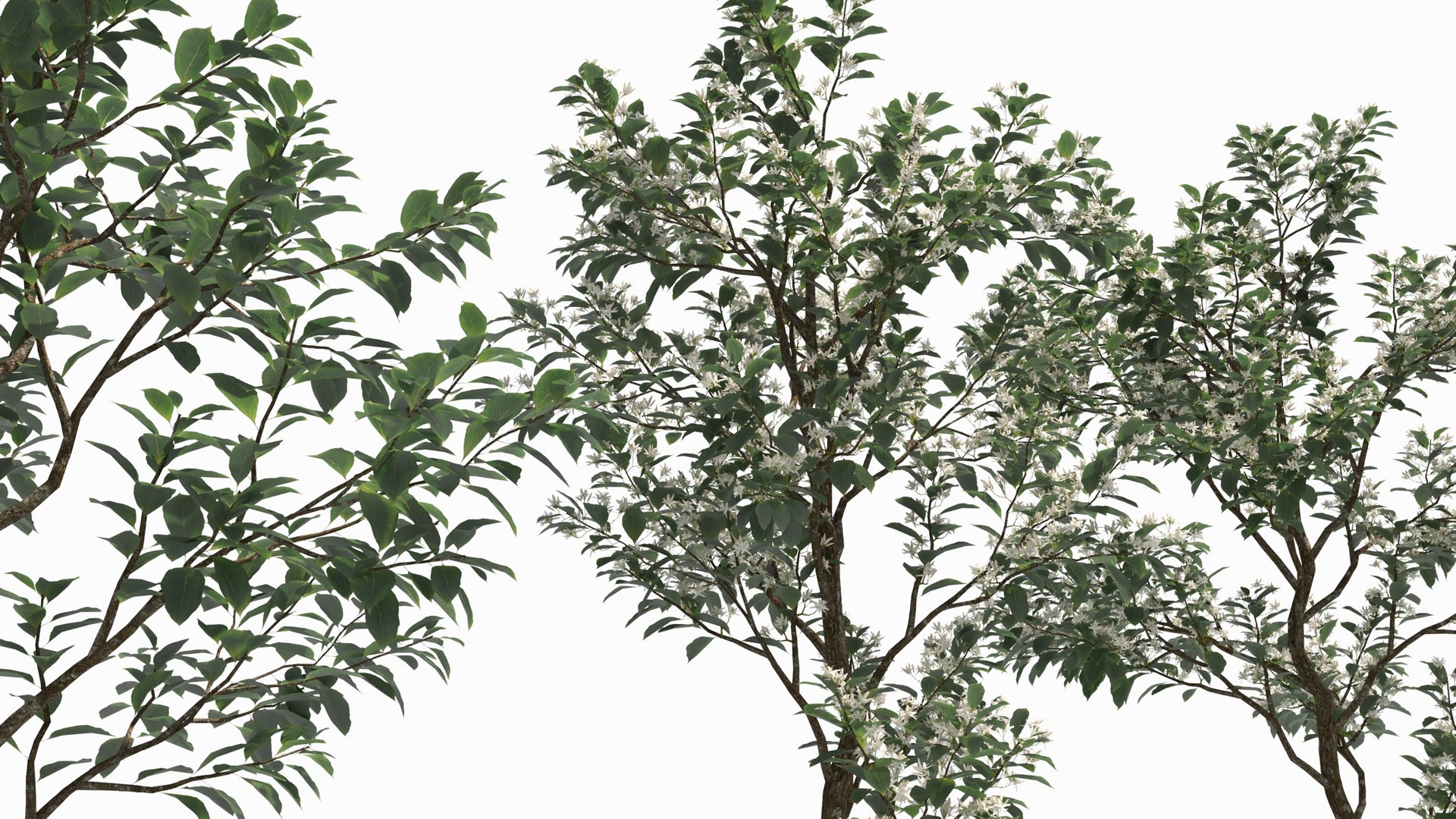 Bothrocaryum controversum 3D model https://p.turbosquid.com/ts-thumb/Nz/KFy6ke/JB/bothrocaryumcontroversum36/jpg/1679994648/1920x1080/fit_q87/78dff5f7acda7ae350340fe27a1ec8e2b46ff151/bothrocaryumcontroversum36.jpg