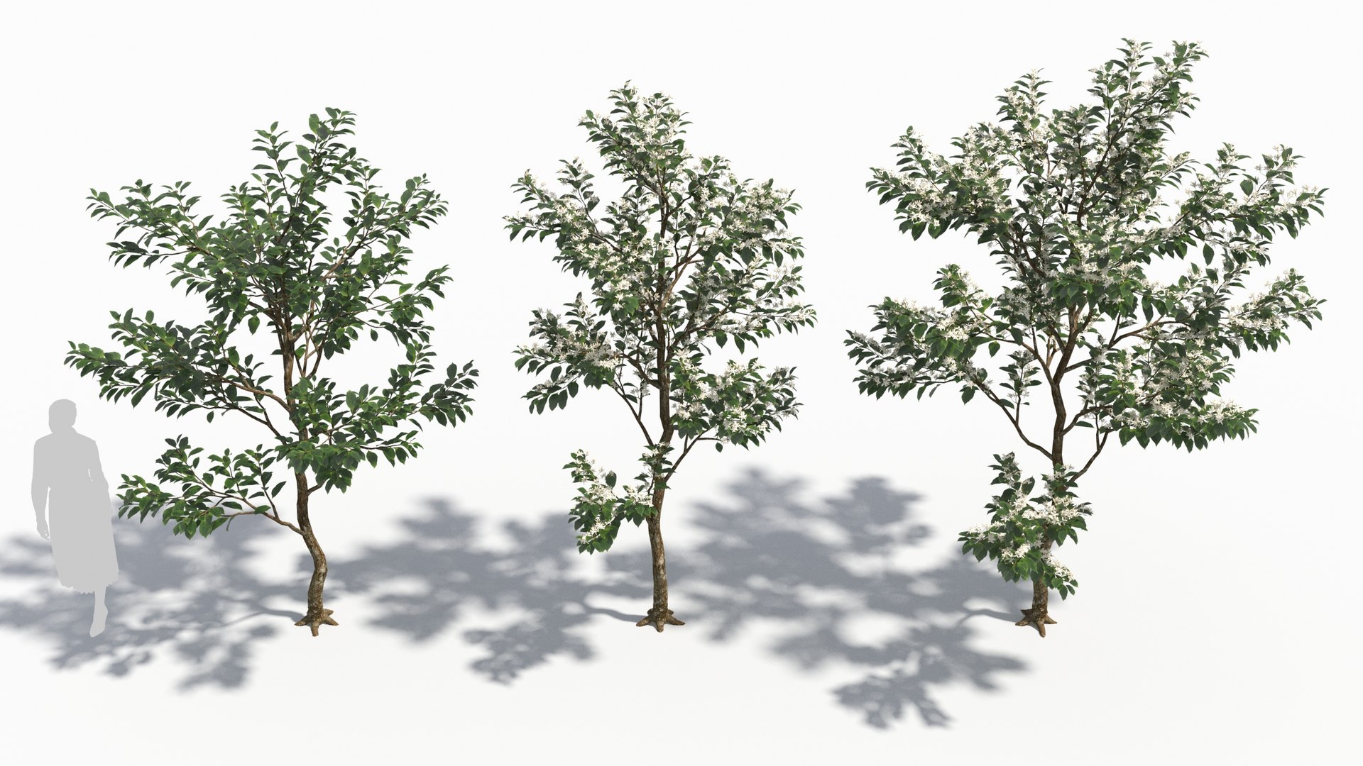 Bothrocaryum controversum 3D model https://p.turbosquid.com/ts-thumb/Nz/KFy6ke/Rj/bothrocaryumcontroversum33/jpg/1679994646/1920x1080/fit_q87/946e0916017e090174f4257024ae8f6657143a52/bothrocaryumcontroversum33.jpg