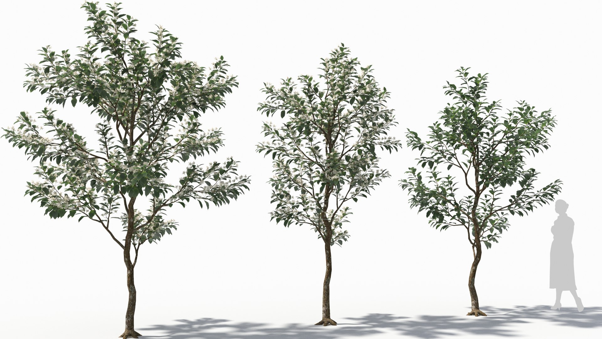 Bothrocaryum controversum 3D model https://p.turbosquid.com/ts-thumb/Nz/KFy6ke/vh/bothrocaryumcontroversum35/jpg/1679994647/1920x1080/fit_q87/cf40854dc89bc81ebd8b6d0a089822106ca0e260/bothrocaryumcontroversum35.jpg