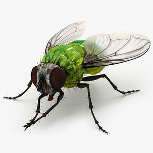 Realistic Housefly Insect 3D