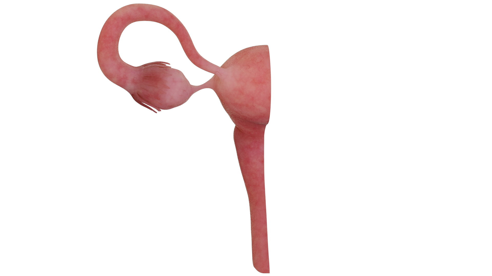 Anatomy of healthy uterus  female ovaries  vagina uterus 3D model https://p.turbosquid.com/ts-thumb/Nz/mOWBbX/IE/pm/png/1770346915/1920x1080/turn_fit_q99/962f603e2742e34df9abba52ee75ecf1ae868cb5/pm-1.jpg