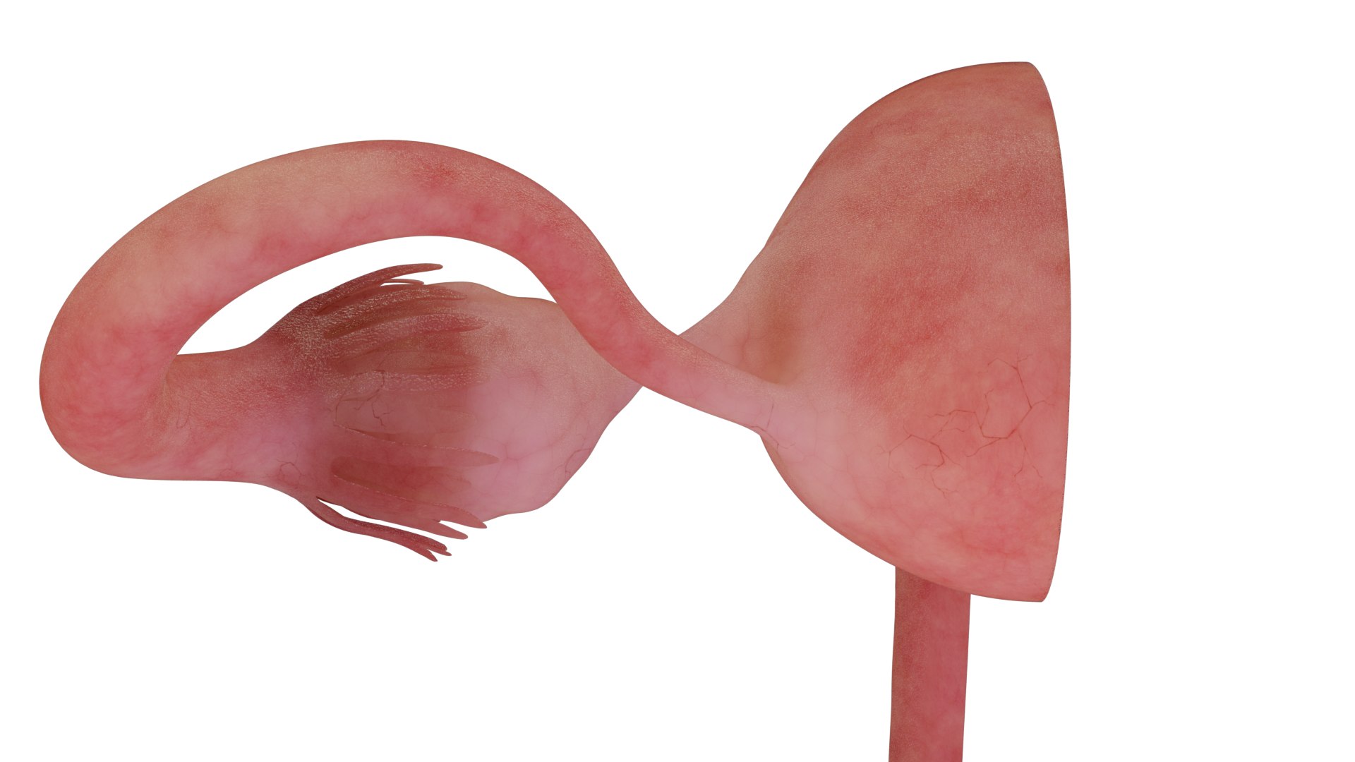 Anatomy of healthy uterus  female ovaries  vagina uterus 3D model https://p.turbosquid.com/ts-thumb/Nz/mOWBbX/YJ/zigong_ding/png/1770342964/1920x1080/fit_q87/99a1ceb06cf3f0e962ca98e05aba8854d417e193/zigong_ding.jpg