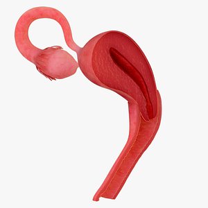 Anatomy of healthy uterus  female ovaries  vagina uterus 3D model