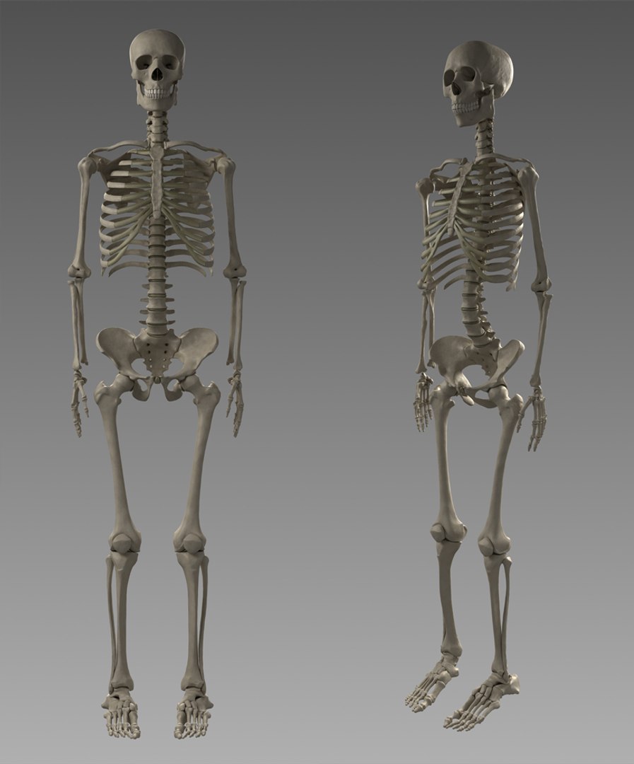 3d Model Anatomy Skeleton