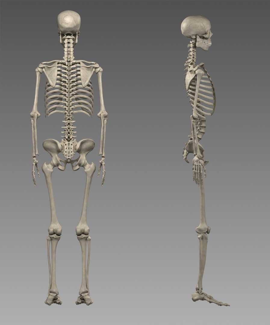 3d Model Anatomy Skeleton