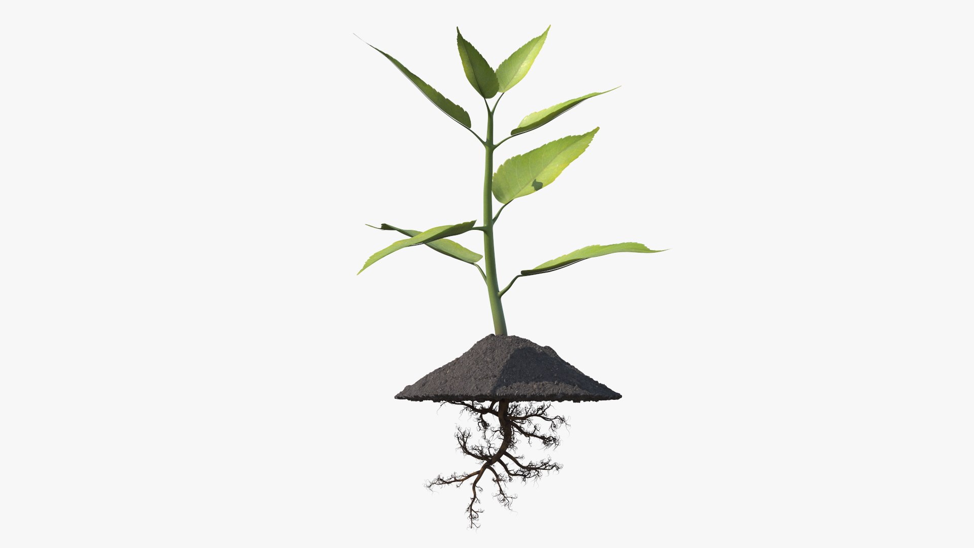 Young Plant with Roots 3D model preview
