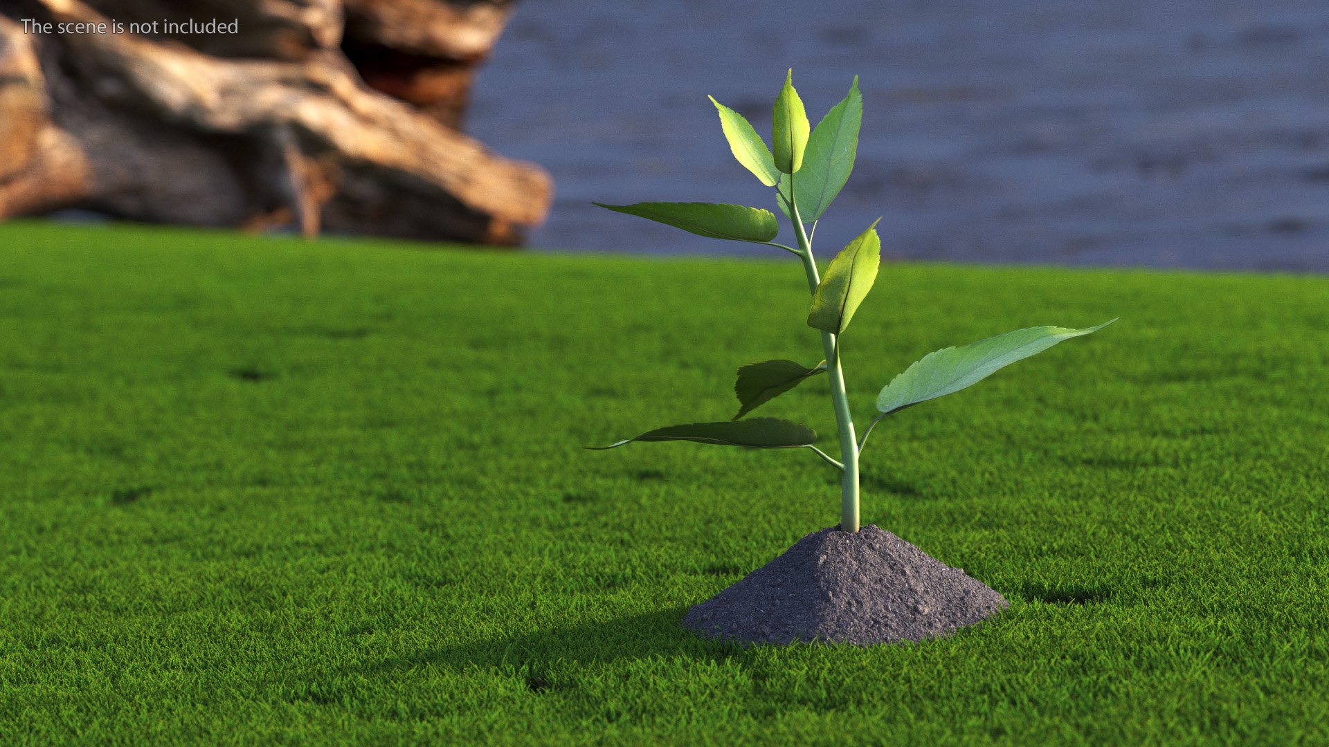 3D Young Plant With Roots - TurboSquid 2310864