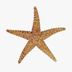 3D Dried Starfish