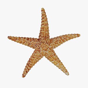 Dried Starfish