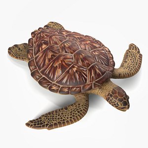3D Turtle High Resolution