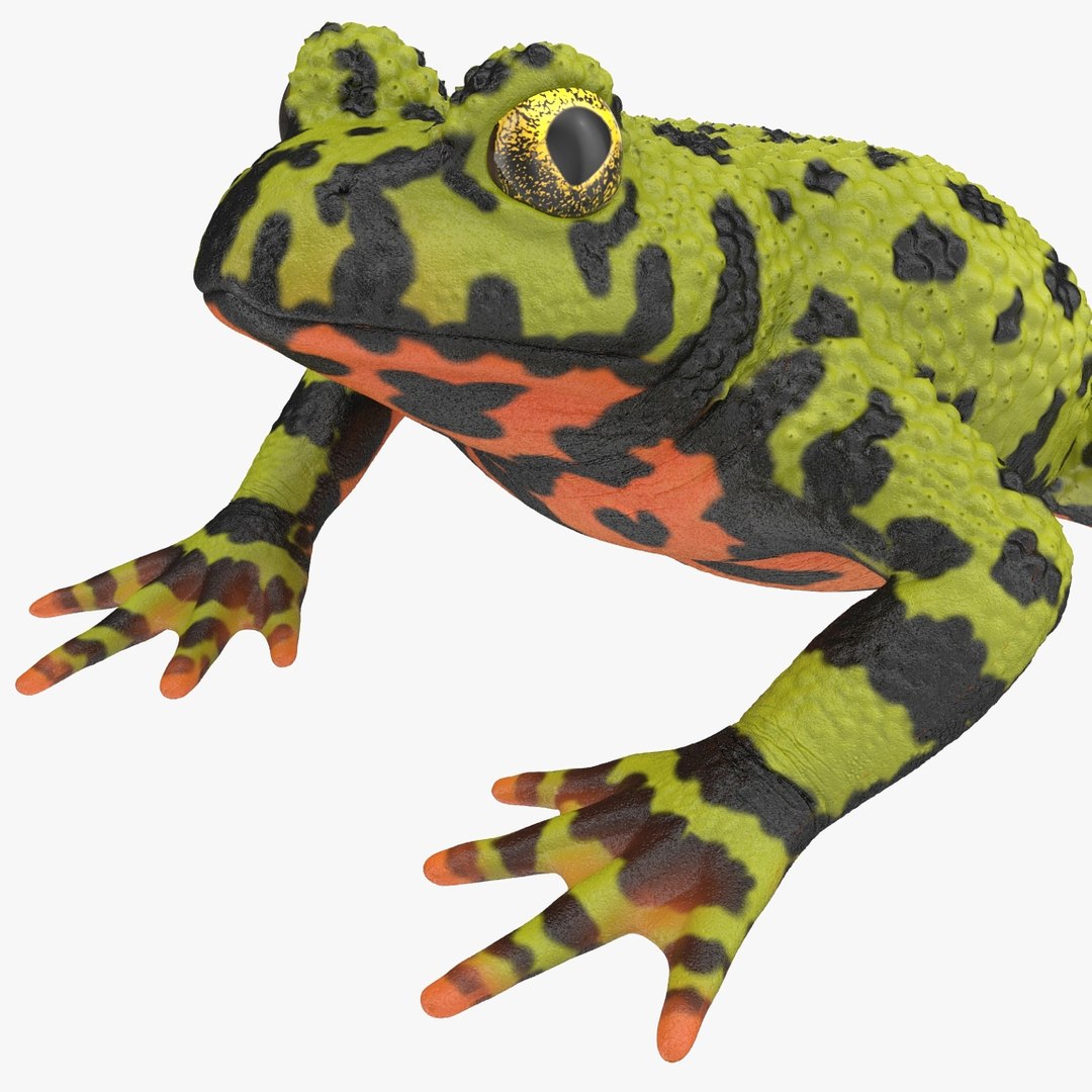 Fire Bellied Toad Frog Rigged for Cinema 4D 3D model preview