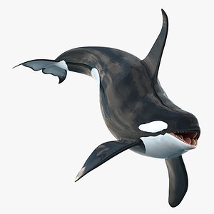 killer whale rigged 3d model