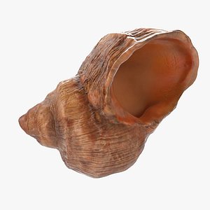 Sea Shell
