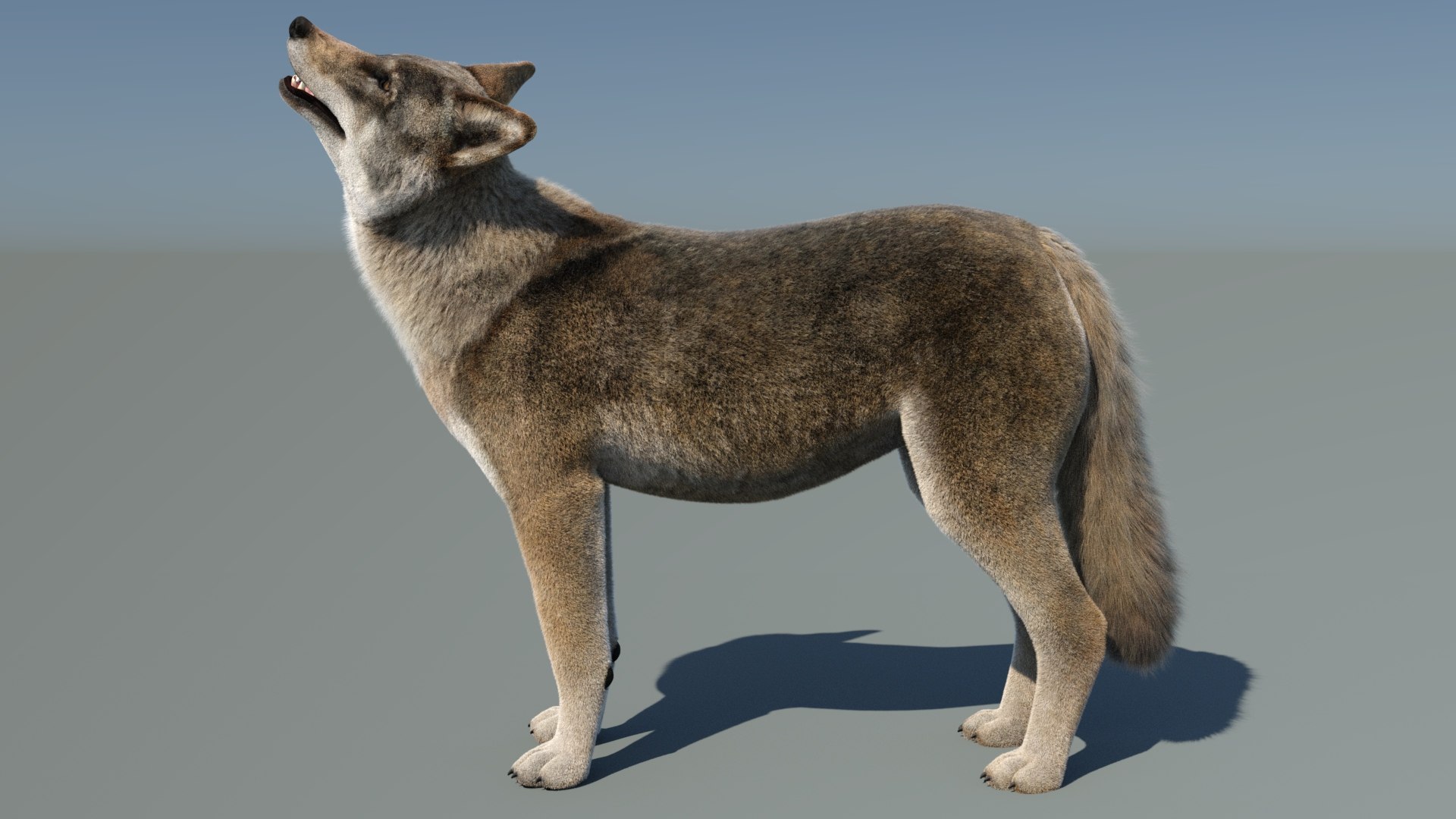 Animated Furry Red Wolf 3D Model - TurboSquid 2111215