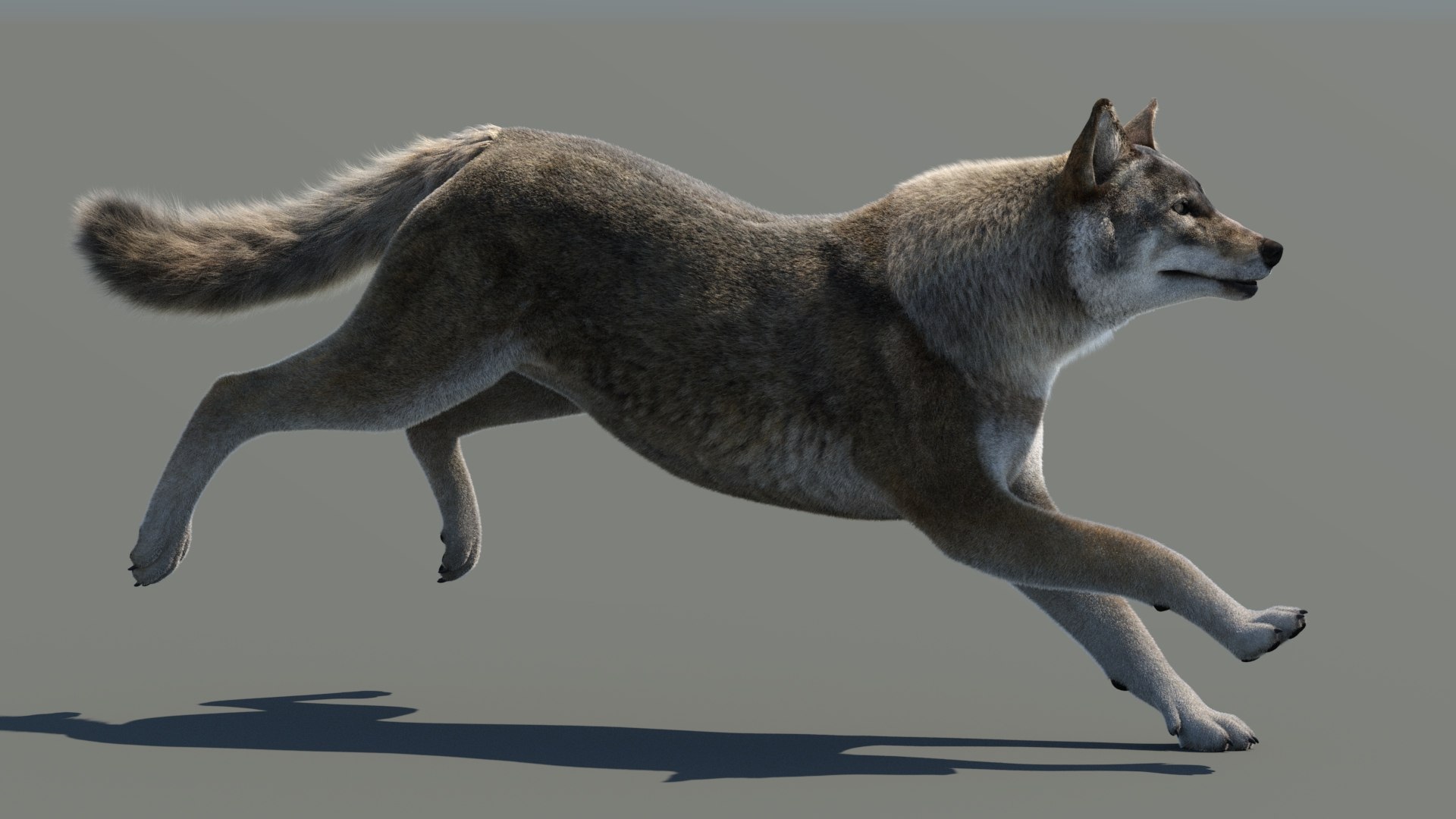 Animated Furry Red Wolf 3D Model - TurboSquid 2111215