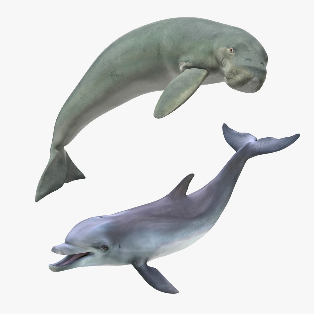 Marine Mammals Rigged Collection 3D model preview